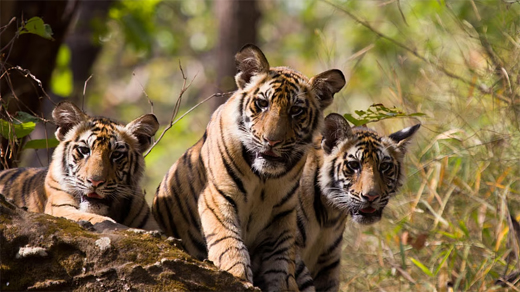 Tiger 